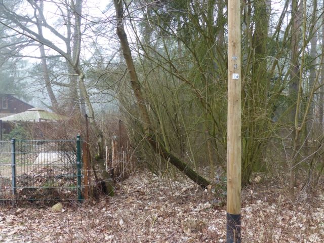 Blick auf Verkaufsfläche südöstliche Grundstücksgrenze und Nachbarflurstück 157 - Vertragsfreie Waldfläche angrenzend an bebaute Grundstücke unweit des Ortskerns von Borkwalde