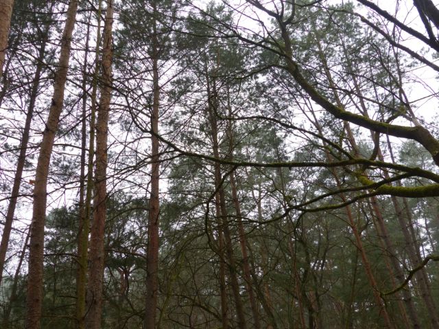 Bestand auf der Verkaufsfläche - Vertragsfreie Waldfläche angrenzend an bebaute Grundstücke unweit des Ortskerns von Borkwalde