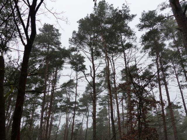Bestand auf der Verkaufsfläche - Vertragsfreie Waldfläche angrenzend an bebaute Grundstücke unweit des Ortskerns von Borkwalde