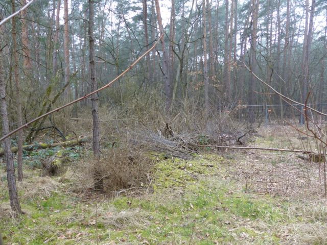 Blick auf Verkaufsfläche westliche Grundstücksgrenze und Umgebung - Vertragsfreie Waldfläche angrenzend an bebaute Grundstücke unweit des Ortskerns von Borkwalde