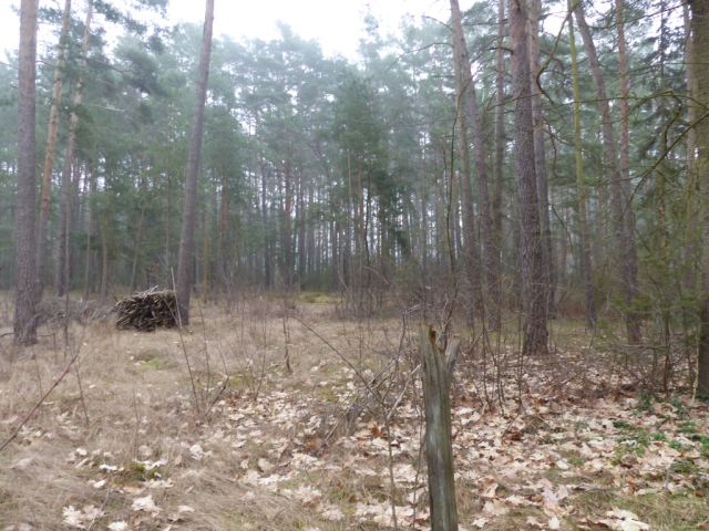 Blick auf Verkaufsfläche nördliche Grundstücksgrenze und Umgebung Richtung Brücker Weg - Vertragsfreie Waldfläche angrenzend an bebaute Grundstücke unweit des Ortskerns von Borkwalde