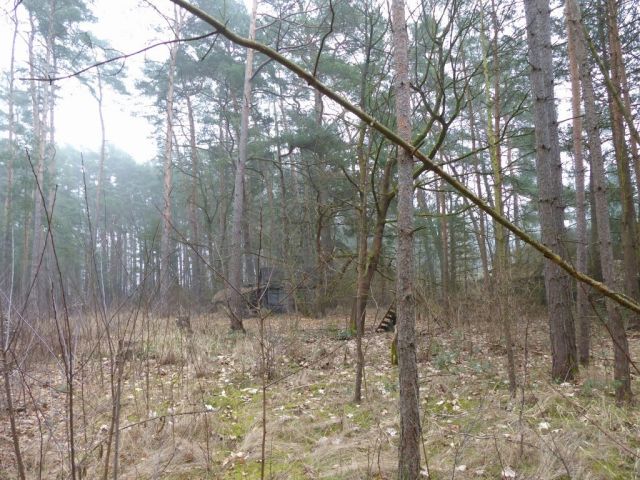 Blick auf Verkaufsfläche und Umgebung - Vertragsfreie Waldfläche angrenzend an bebaute Grundstücke unweit des Ortskerns von Borkwalde