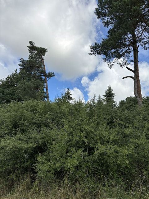 Blick auf Flurstück 161 und Umgebung - 4 Waldflächen in Streulage um den zu Dinkelsbühl gehörenden Gemeindeteil Weidelbach nahe der Landesgrenze zu Baden-Württemberg