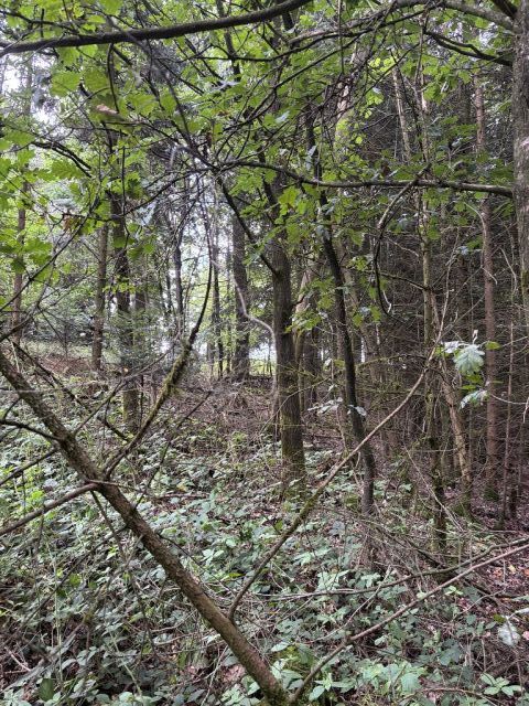 Blick auf Flurstück 225 und Umgebung - 4 Waldflächen in Streulage um den zu Dinkelsbühl gehörenden Gemeindeteil Weidelbach nahe der Landesgrenze zu Baden-Württemberg
