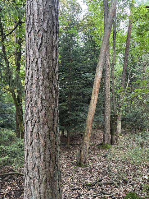 Blick auf Flurstück 227 und Umgebung - 4 Waldflächen in Streulage um den zu Dinkelsbühl gehörenden Gemeindeteil Weidelbach nahe der Landesgrenze zu Baden-Württemberg