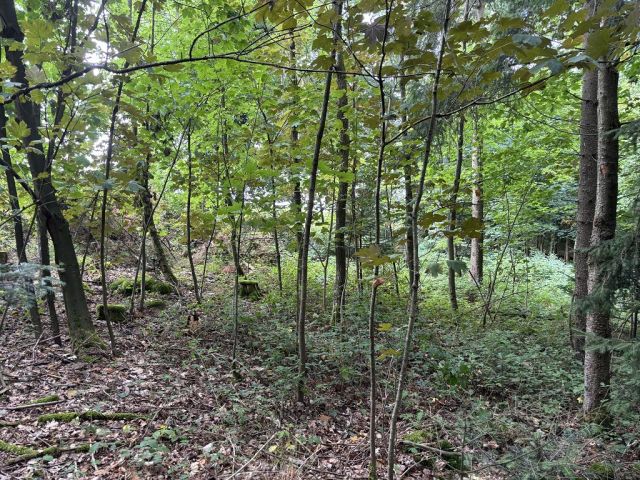 Blick auf Flurstück 227 und Umgebung - 4 Waldflächen in Streulage um den zu Dinkelsbühl gehörenden Gemeindeteil Weidelbach nahe der Landesgrenze zu Baden-Württemberg
