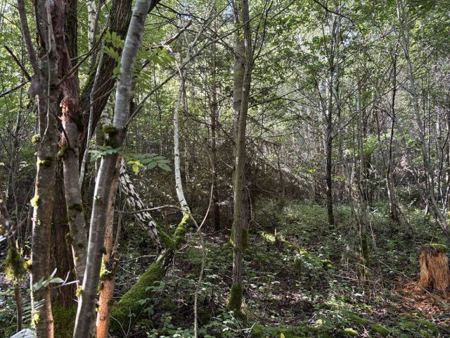 Blick auf Flurstück 399 und Umgebung - 4 Waldflächen in Streulage um den zu Dinkelsbühl gehörenden Gemeindeteil Weidelbach nahe der Landesgrenze zu Baden-Württemberg