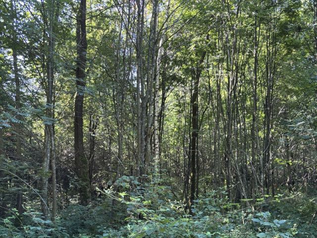 Blick auf Flurstück 399 und Umgebung - 4 Waldflächen in Streulage um den zu Dinkelsbühl gehörenden Gemeindeteil Weidelbach nahe der Landesgrenze zu Baden-Württemberg