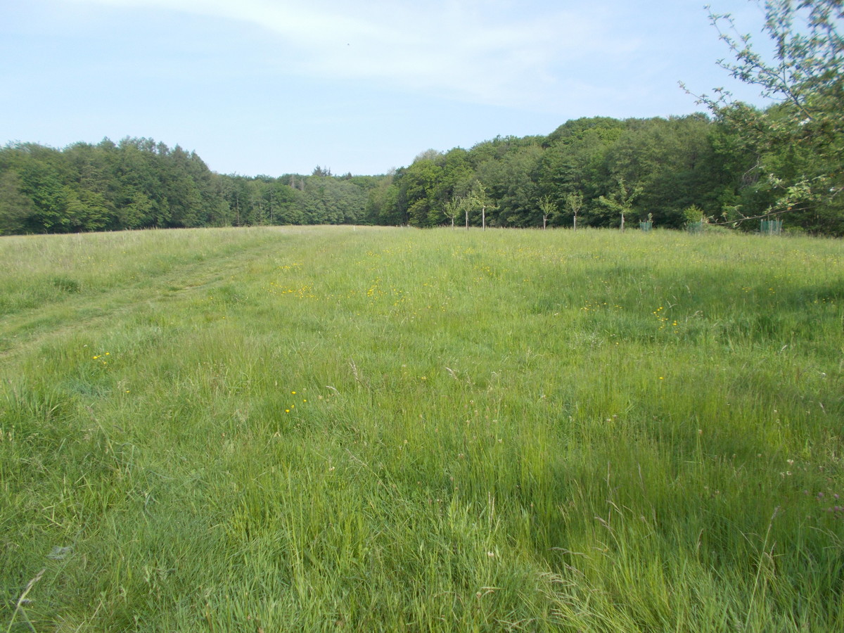 Teilweise bestockte Grünlandfläche im Westerwald