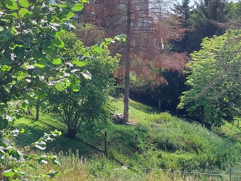 Hängige Grünfläche, teilweise mit Gehölzbewuchs hinter einem Wohngrundstück ca. 15 km nordöstlich von Limburg an der Lahn