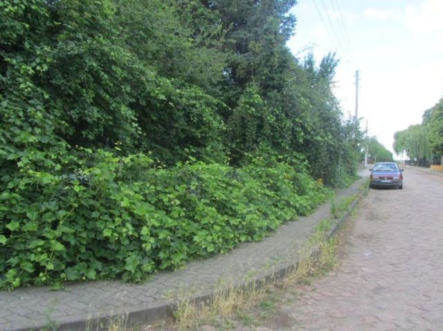 Verkaufsgegenstand - Vertragsfreies Wohngrundstück mit Garten **inklusive desolater Doppelhaushälfte**