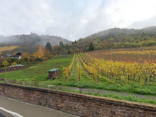 Blick Richtung Verkaufsfläche und Umgebung - Vertragsfreie Waldfläche in Hanglage umgeben von Weinbergen **östlich der Mosel**