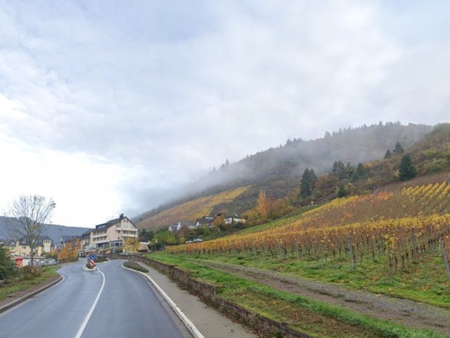 Umgebung - Vertragsfreie Waldfläche in Hanglage umgeben von Weinbergen **östlich der Mosel**