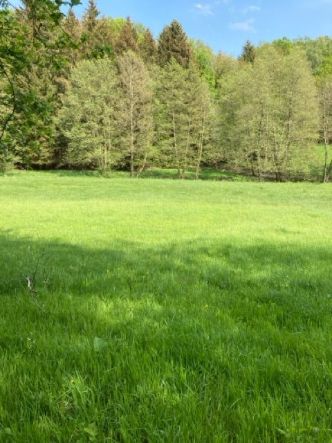 Blick auf Flurstück 13 und Umgebung - 5 Grünlandflächen teilweise mit Gehölzbewuchs und 1 Gehölzfläche in Streulage um Oberroßbach