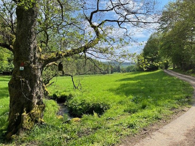 Blick auf Umgebung von Flurstück 13 - 5 Grünlandflächen teilweise mit Gehölzbewuchs und 1 Gehölzfläche in Streulage um Oberroßbach