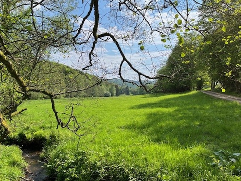 5 Grünlandflächen teilweise mit Gehölzbewuchs und 1 Gehölzfläche in Streulage um Oberroßbach