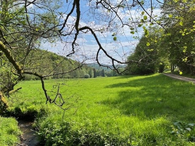 Blick Richtung Flurstück 13 und auf die Umgebung - 5 Grünlandflächen teilweise mit Gehölzbewuchs und 1 Gehölzfläche in Streulage um Oberroßbach