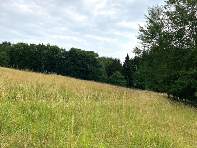 Blick auf Flurstück 139 und Umgebung - 10 Flächen in Streulage um Weidelbach * Landwirtschafts-/Grünlandflächen, teilweise mit Gehölzen/Sträuchern und Gehölzflächen