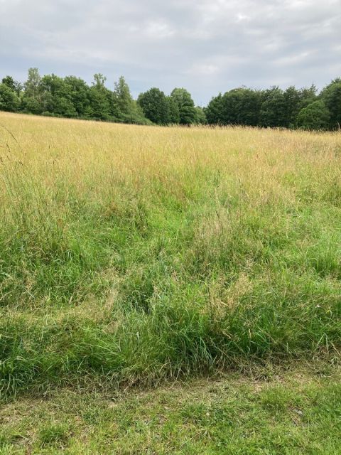 Blick auf Flurstück 139 und Umgebung - 10 Flächen in Streulage um Weidelbach * Landwirtschafts-/Grünlandflächen, teilweise mit Gehölzen/Sträuchern und Gehölzflächen