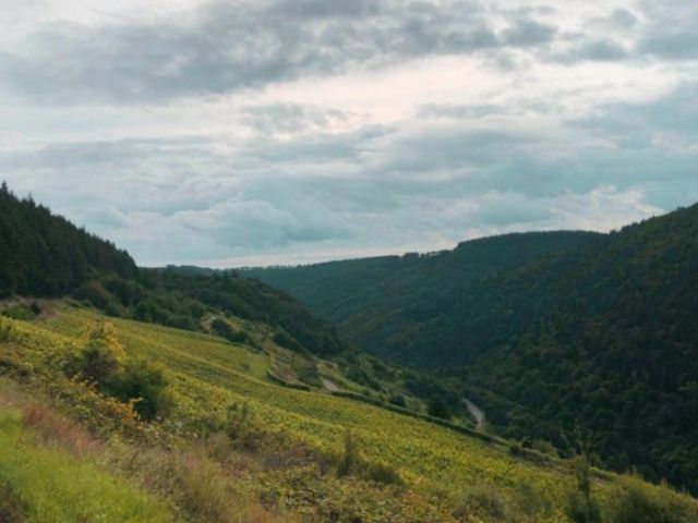 Blick in die Umgebung - Vertragsfreie Weinbrache oberhalb der Liebesschlucht im Moseltal