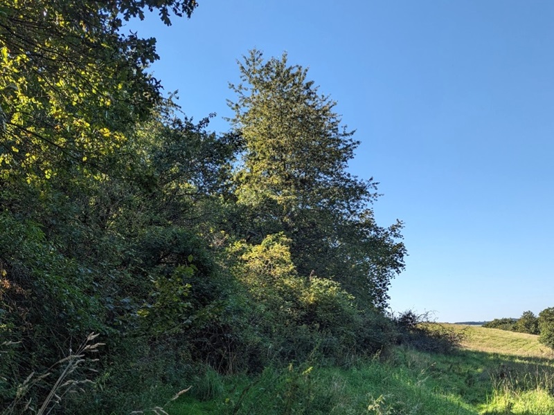 Vertragsfreies Grundstück mit Gehölzbewuchs im Donnersbergkreis