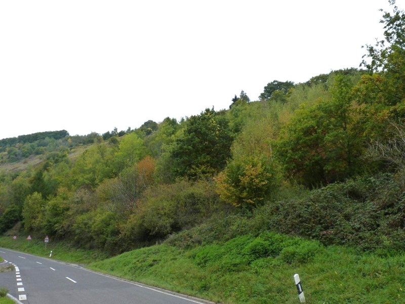 Vertragsfreier Wald in der ehemaligen Traditionslage für den Weinbau *Trittenheimer Kupp*