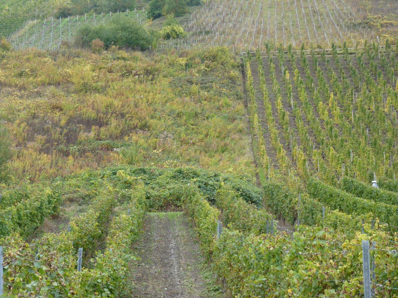 Brachliegende Weinanbaufläche in der Weinlage ´Trittenheimer Altärchen´ oberhalb der Mosel 