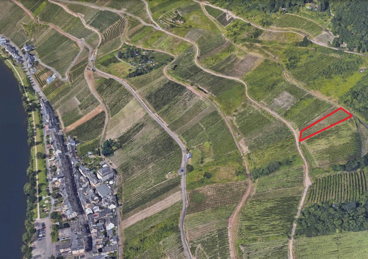  Weinberg mit der Rebsorte Ruländer in der Weinlage Burglay-Felsen östlich der Mosel **sofortige Nutzung möglich**