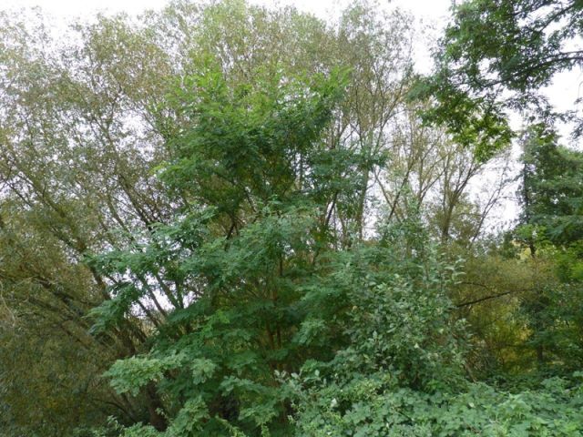 Verkaufsfläche und Umgebung - Ufergrundstück an der Moselschleife nordöstlich von Trier