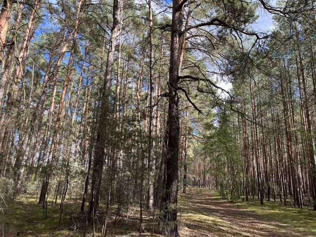 Blick auf die Verkaufsfläche und Umgebung - Vertragsfreie Waldfläche nahe Wohnbebauung in Borkheide **etwa 10 km vom Berliner Ring entfernt**