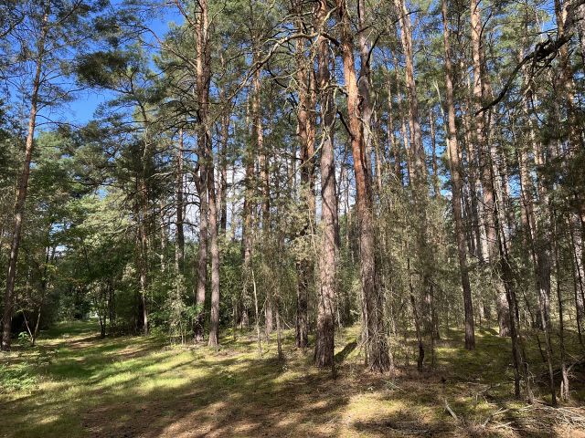 Verkaufsfläche und Umgebung - Vertragsfreie Waldfläche nahe Wohnbebauung in Borkheide **etwa 10 km vom Berliner Ring entfernt**