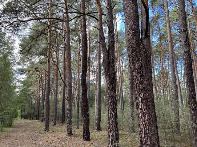 Blick auf die Verkaufsfläche und Umgebung - Vertragsfreie Waldfläche nahe Wohnbebauung in Borkheide **etwa 10 km vom Berliner Ring entfernt**