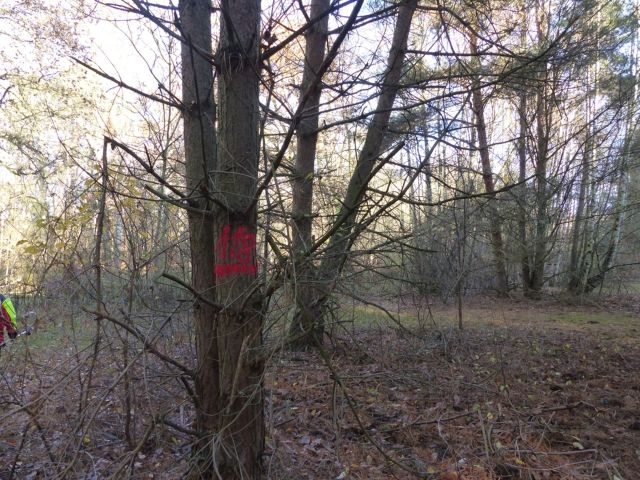 Lage Flurstück 118 und Umgebung - Über 1,4 Hektar vertragsfreie Waldflächen im Waldgebiet Bieselheide **direkt an der Berliner Stadtgrenze**