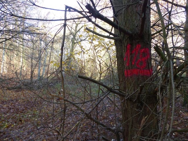Lage Flurstück 118 und Umgebung - Über 1,4 Hektar vertragsfreie Waldflächen im Waldgebiet Bieselheide **direkt an der Berliner Stadtgrenze**