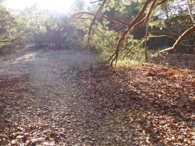 Lage Flurstück 805 und Umgebung - Über 1,4 Hektar vertragsfreie Waldflächen im Waldgebiet Bieselheide **direkt an der Berliner Stadtgrenze**