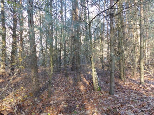 Lage Flurstück 803 und Umgebung - Über 1,4 Hektar vertragsfreie Waldflächen im Waldgebiet Bieselheide **direkt an der Berliner Stadtgrenze**
