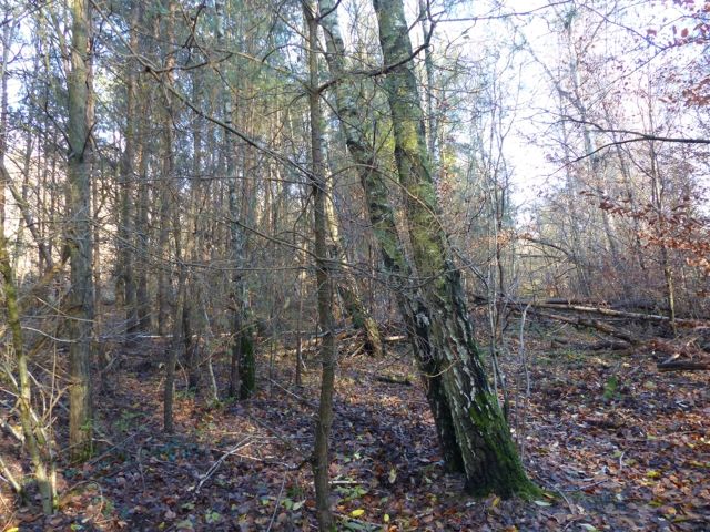 Lage Flurstück 803 und Umgebung - Über 1,4 Hektar vertragsfreie Waldflächen im Waldgebiet Bieselheide **direkt an der Berliner Stadtgrenze**