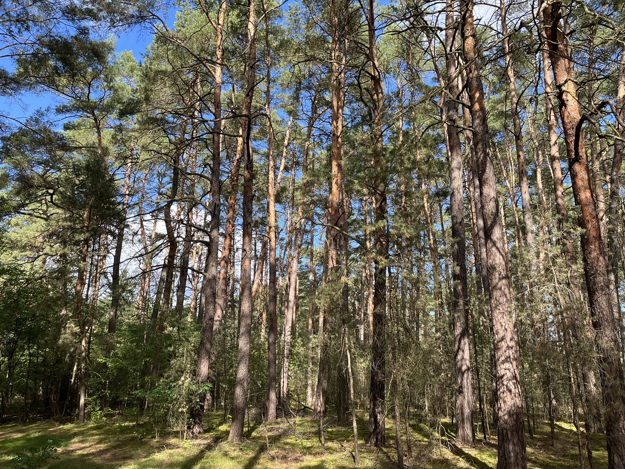 Vertragsfreie Waldfläche nahe Wohnbebauung in Borkheide **etwa 10 km vom Berliner Ring entfernt**