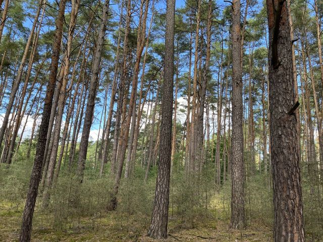 Blick auf die Verkaufsfläche und Umgebung - Vertragsfreie Waldfläche nahe Wohnbebauung in Borkheide **etwa 10 km vom Berliner Ring entfernt**