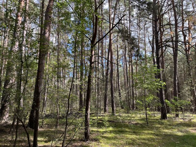 Blick auf die Verkaufsfläche und Umgebung - Vertragsfreie Waldfläche nahe Wohnbebauung in Borkheide **etwa 10 km vom Berliner Ring entfernt** 