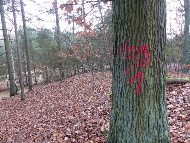 Lage Flurstück 109/1 und Umgebung - Vertragsfreie Waldflächen mit über 8.600 m² im Waldgebiet Bieselheide **direkt an der Berliner Stadtgrenze**