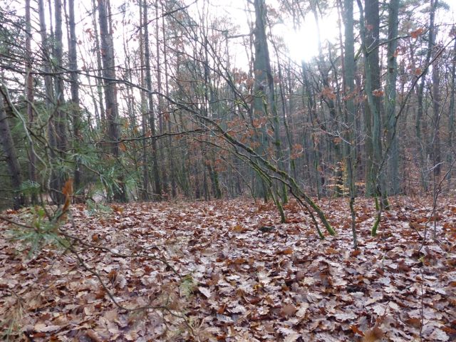 Lage Flurstück 109/1 und Umgebung - Vertragsfreie Waldflächen mit über 8.600 m² im Waldgebiet Bieselheide **direkt an der Berliner Stadtgrenze**