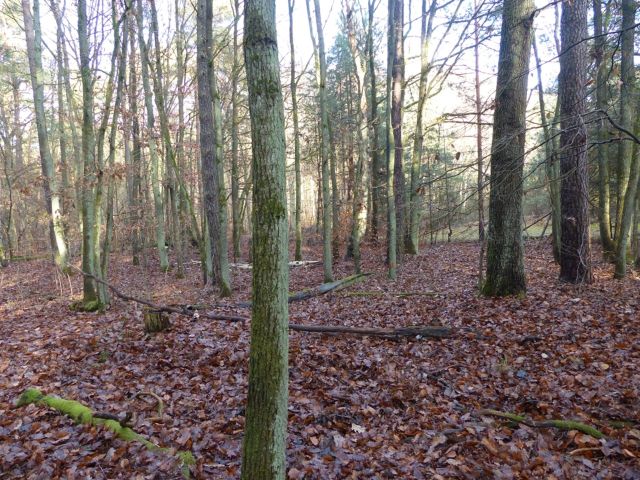 Lage Flurstück 112/1 und Umgebung - Vertragsfreie Waldflächen mit über 8.600 m² im Waldgebiet Bieselheide **direkt an der Berliner Stadtgrenze**