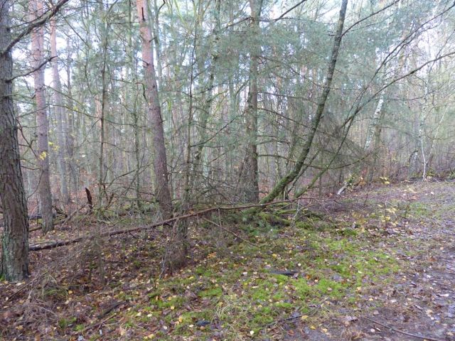 Verkaufsfläche und Umgebung - Vertragsfreie Waldfläche im Waldgebiet Bieselheide **direkt an der Berliner Stadtgrenze**