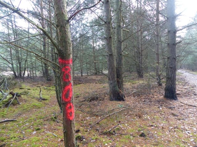 Lage Verkaufsfläche und Umgebung - Vertragsfreie Waldfläche im Waldgebiet Bieselheide **direkt an der Berliner Stadtgrenze**