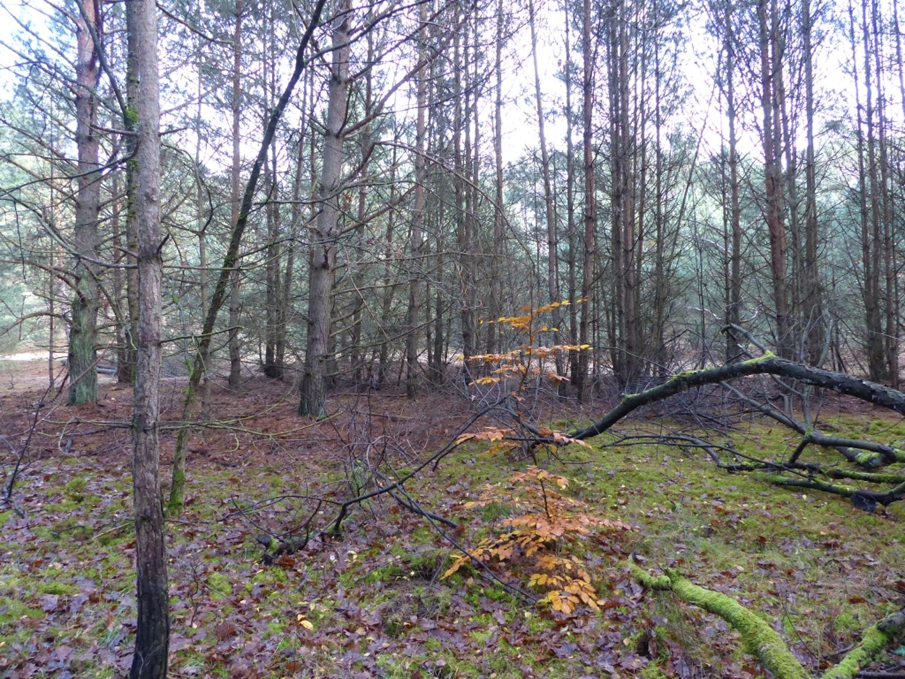 Vertragsfreie Waldfläche im Waldgebiet Bieselheide **direkt an der Berliner Stadtgrenze**