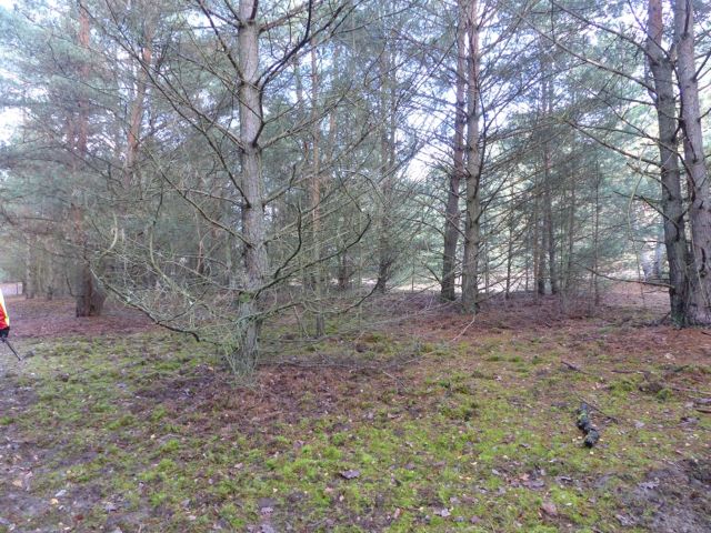 Verkaufsfläche und Umgebung - Vertragsfreie Waldfläche im Waldgebiet Bieselheide **direkt an der Berliner Stadtgrenze**