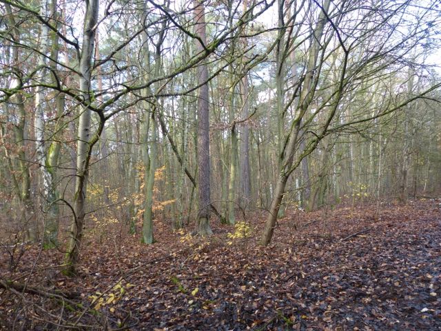 Blick auf die Verkaufsfläche und Umgebung - Vertragsfreie Waldfläche im Waldgebiet Bieselheide **direkt an der Berliner Stadtgrenze**