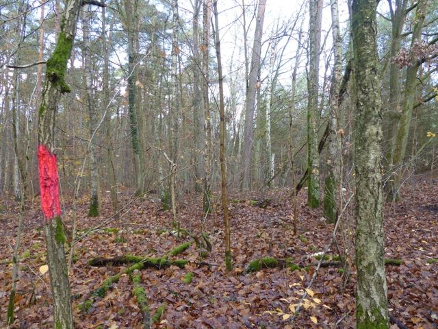Lage Verkaufsfläche und Umgebung - Vertragsfreie Waldfläche im Waldgebiet Bieselheide **direkt an der Berliner Stadtgrenze**