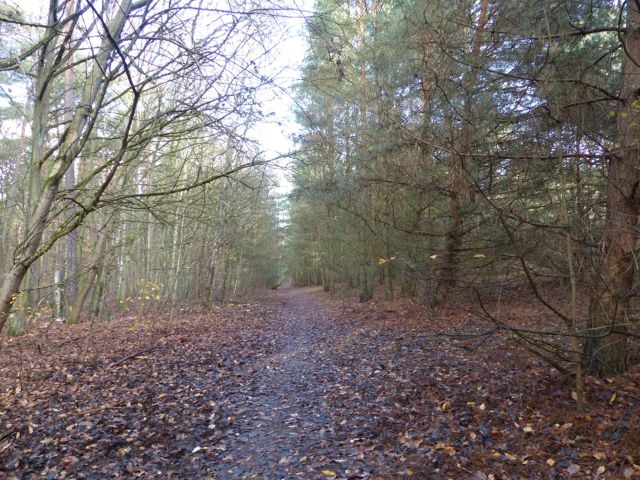 Verkaufsfläche und Umgebung - Vertragsfreie Waldfläche im Waldgebiet Bieselheide **direkt an der Berliner Stadtgrenze**